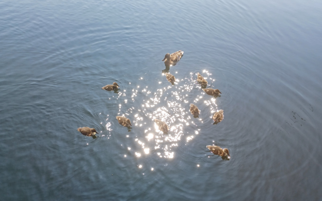 Hausboot Hausboot Sonja Bild 3