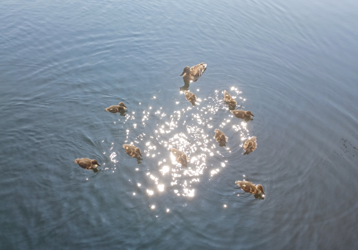 Hausboot Hausboot Sonja Bild 3