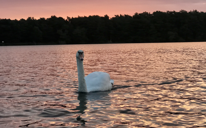 Hausboot MoDo HAUSBOOT - Familie - Abenteuer - Romantik - Rückzugsort Bild 8