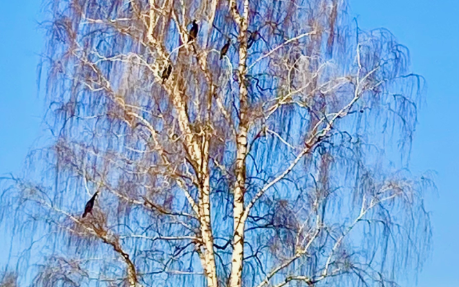 Hausboot MoDo HAUSBOOT - Familie - Abenteuer - Romantik - Rückzugsort Bild 33