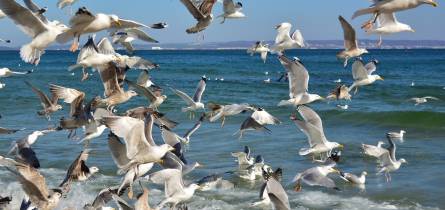 mietboote Bootscharter Boot mieten Rügen