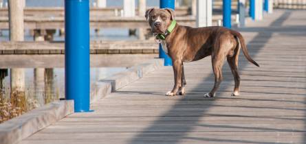mietboote Bootscharter Hausboot mit Hund