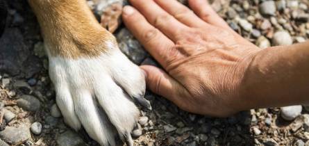 mietboote Bootscharter Hausboot mit Hund