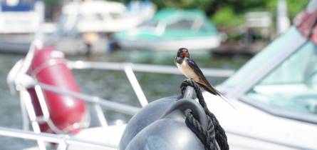 mietboote Bootscharter Partyfloss zum Vatertag