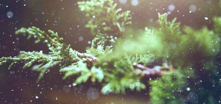 mietboote Bootscharter Personalisierte Weihnachtsgutscheine